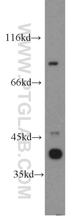 C3orf20 Rabbit anti-Human, Mouse, Polyclonal, Proteintech 150 &mu;L; Unconjugated:Antibodies,