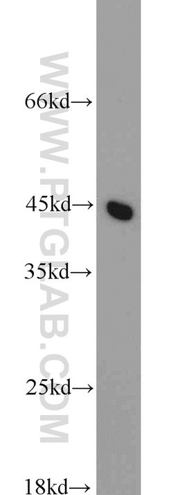 C3orf21 Rabbit anti-Human, Mouse, Rat, Polyclonal, Proteintech 150 μL;