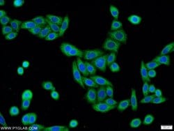 C3orf21 Rabbit anti-Human, Mouse, Rat, Polyclonal, Proteintech 150 μL;
