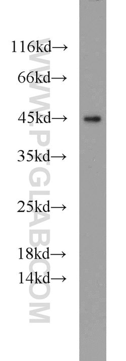 C3orf21 Rabbit anti-Human, Mouse, Rat, Polyclonal, Proteintech 150 μL;