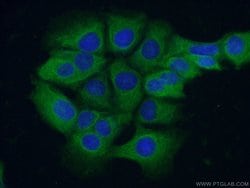 C11orf42 Rabbit anti-Human, Polyclonal, Proteintech:Antibodies:Primary