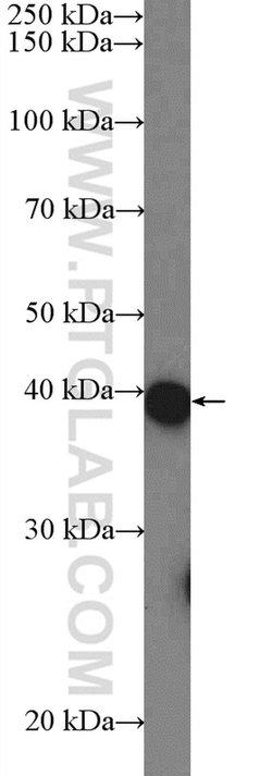 C11orf42 Rabbit anti-Human, Polyclonal, Proteintech:Antibodies:Primary