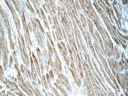 PTAFR Rabbit anti-Human, Polyclonal, Proteintech 150 &mu;L; Unconjugated:Antibodies,