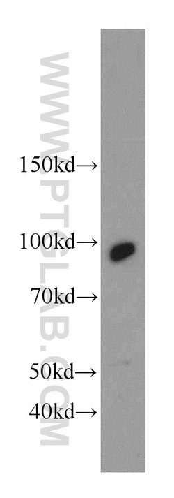 C7orf58 Rabbit anti-Human, Polyclonal, Proteintech 150 &mu;L; Unconjugated:Antibodies,