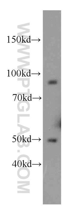 C7orf58 Rabbit anti-Human, Polyclonal, Proteintech 150 &mu;L; Unconjugated:Antibodies,