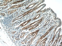 C7orf58 Rabbit anti-Human, Polyclonal, Proteintech 150 &mu;L; Unconjugated:Antibodies,