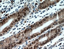 C7orf58 Rabbit anti-Human, Polyclonal, Proteintech 150 &mu;L; Unconjugated:Antibodies,