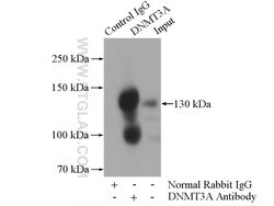 DNMT3A Rabbit anti-Human, Mouse, Rat, Polyclonal, Proteintech 150 &mu;L;