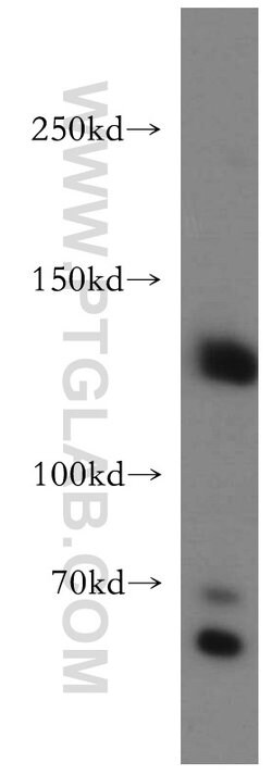 DNMT3A Rabbit anti-Human, Mouse, Rat, Polyclonal, Proteintech 150 &mu;L;