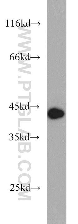 DEPDC6/Deptor Rabbit anti-Human, Mouse, Rat, Polyclonal, Proteintech:Antibodies:Primary