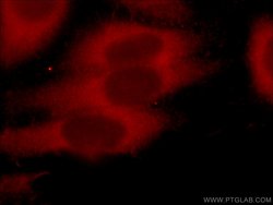 DEPDC6/Deptor Rabbit anti-Human, Mouse, Rat, Polyclonal, Proteintech:Antibodies:Primary