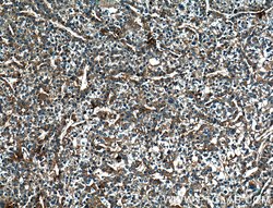 DEPDC6/Deptor Rabbit anti-Human, Mouse, Rat, Polyclonal, Proteintech:Antibodies:Primary