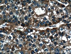 DEPDC6/Deptor Rabbit anti-Human, Mouse, Rat, Polyclonal, Proteintech:Antibodies:Primary