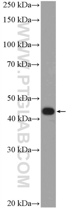 PDX1 Rabbit anti-Human, Mouse, Polyclonal, Proteintech 150 &mu;L; Unconjugated:Antibodies,