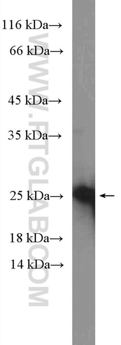 PIRT Rabbit anti-Human, Polyclonal, Proteintech 150 &mu;L; Unconjugated:Antibodies,