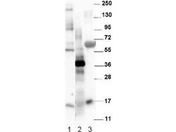 NAG-1 Polyclonal Antibody, Rockland 100 &mu;g; Unconjugated:Antibodies,