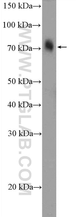 OTUD5 Rabbit anti-Human, Mouse, Polyclonal, Proteintech 150 &mu;L; Unconjugated:Antibodies,