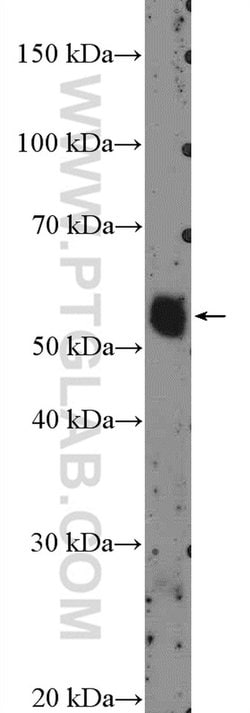 ZNF488 Rabbit anti-Human, Mouse, Rat, Polyclonal, Proteintech:Antibodies:Primary