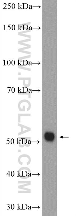 ZNF488 Rabbit anti-Human, Mouse, Rat, Polyclonal, Proteintech:Antibodies:Primary