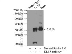 KLF5 Rabbit anti-Human, Mouse, Rat, Polyclonal, Proteintech:Antibodies:Primary