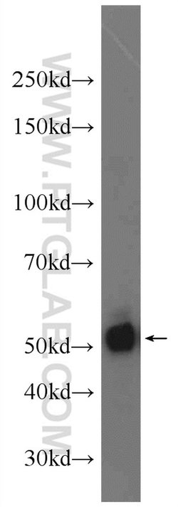 KLF5 Rabbit anti-Human, Mouse, Rat, Polyclonal, Proteintech:Antibodies:Primary