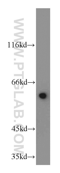 KLF5 Rabbit anti-Human, Mouse, Rat, Polyclonal, Proteintech:Antibodies:Primary