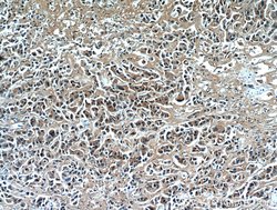 RNF170 Rabbit anti-Human, Polyclonal, Proteintech 150 &mu;L; Unconjugated:Antibodies,