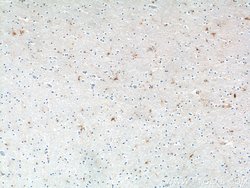 MAS1L Rabbit anti-Human, Polyclonal, Proteintech 150 &mu;L; Unconjugated:Antibodies,