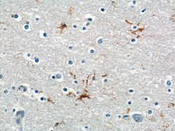 MAS1L Rabbit anti-Human, Polyclonal, Proteintech 150 &mu;L; Unconjugated:Antibodies,
