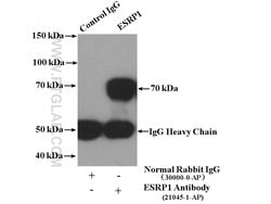 ESRP1 Rabbit anti-Human, Polyclonal, Proteintech:Antibodies:Primary Antibodies