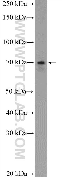 ESRP1 Rabbit anti-Human, Polyclonal, Proteintech:Antibodies:Primary Antibodies