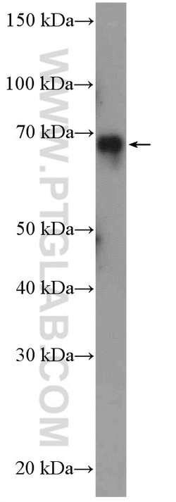 ESRP1 Rabbit anti-Human, Polyclonal, Proteintech:Antibodies:Primary Antibodies