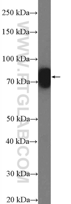 ESRP1 Rabbit anti-Human, Polyclonal, Proteintech:Antibodies:Primary Antibodies