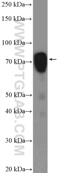 ESRP1 Rabbit anti-Human, Polyclonal, Proteintech:Antibodies:Primary Antibodies