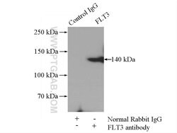 FLT3 Rabbit anti-Human, Mouse, Rat, Polyclonal, Proteintech:Antibodies:Primary