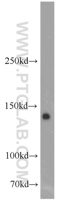 FLT3 Rabbit anti-Human, Mouse, Rat, Polyclonal, Proteintech:Antibodies:Primary