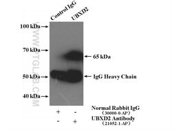 UBXD2 Rabbit anti-Human, Mouse, Rat, Polyclonal, Proteintech 150 &mu;L;