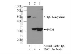 PNO1 Rabbit anti-Human, Mouse, Rat, Polyclonal, Proteintech:Antibodies:Primary