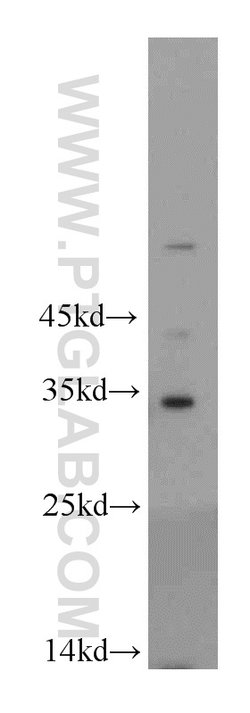 PNO1 Rabbit anti-Human, Mouse, Rat, Polyclonal, Proteintech:Antibodies:Primary