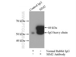 SIM2 Rabbit anti-Human, Mouse, Rat, Polyclonal, Proteintech 150 &mu;L | Buy Online | Proteintech Group Inc | Fisher Scientific