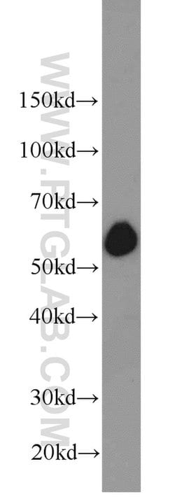 SIM2 Rabbit anti-Human, Mouse, Rat, Polyclonal, Proteintech 150 &mu;L | Buy Online | Proteintech Group Inc | Fisher Scientific