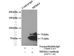MEKK3 Rabbit anti-Human, Polyclonal, Proteintech 150 &mu;L | Buy Online | Proteintech Group Inc | Fisher Scientific