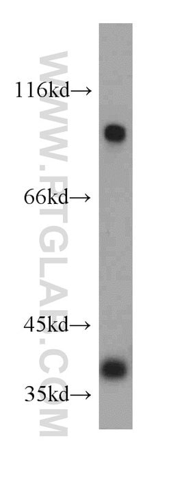 TRIM54 Rabbit anti-Human, Mouse, Rat, Polyclonal, Proteintech 150 &mu;L;