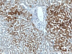 FAM119A Rabbit anti-Human, Mouse, Rat, Polyclonal, Proteintech 150 &mu;L;