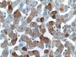 FAM119A Rabbit anti-Human, Mouse, Rat, Polyclonal, Proteintech 150 &mu;L;