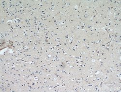 HDDC3 Rabbit anti-Human, Mouse, Rat, Polyclonal, Proteintech 150 &mu;L;