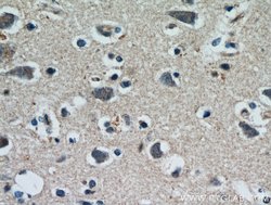 HDDC3 Rabbit anti-Human, Mouse, Rat, Polyclonal, Proteintech 150 &mu;L;