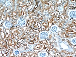 HDDC3 Rabbit anti-Human, Mouse, Rat, Polyclonal, Proteintech 150 &mu;L;