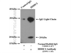HDDC3 Rabbit anti-Human, Mouse, Rat, Polyclonal, Proteintech 150 &mu;L;