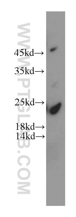 HDDC3 Rabbit anti-Human, Mouse, Rat, Polyclonal, Proteintech 150 &mu;L;